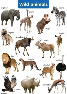 Chart Wild Animals Gr R (A2)