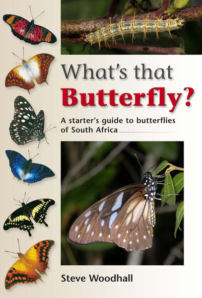 Whats That Butterfly?