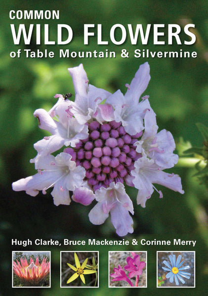 Common Wild Flowers of Table Mountain and Silvermine