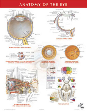 Anatomy of the Eye