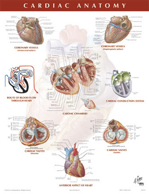 Cardiac Anatomy