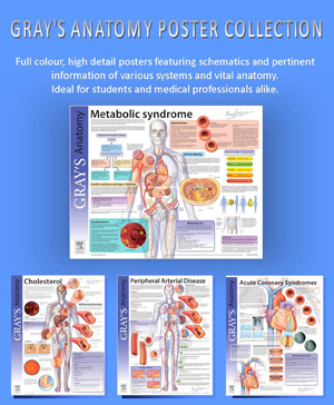 Gray's Anatomy Posters