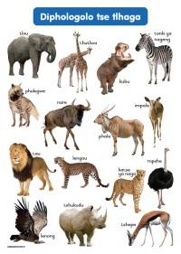 DIPHOLOGOLO TSA GAE LE TSA WILD ANIMALS(CHART)